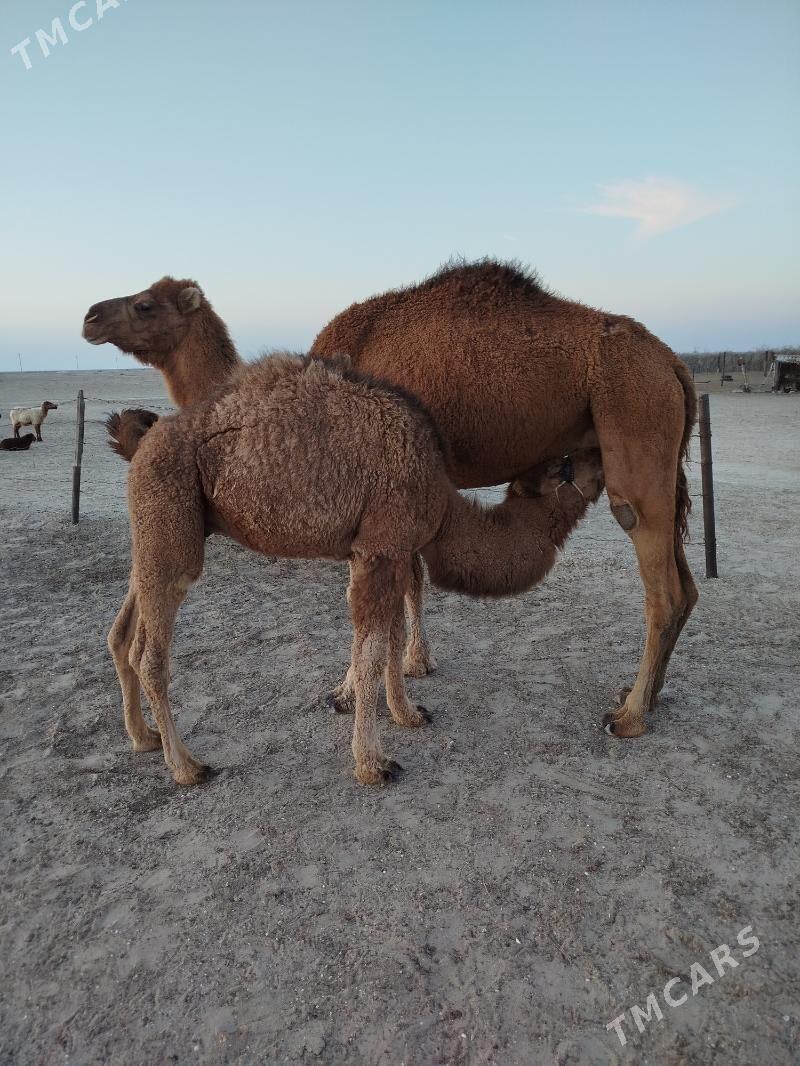 Torumly Duýe - Esenguly - img 1