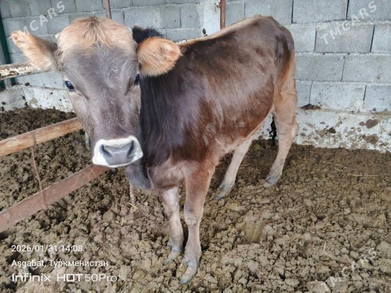 tohum tuwe - Gökdepe - img 1