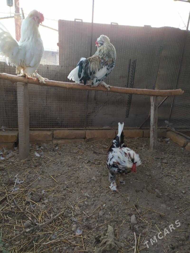 karlik troyka horazlar - Çärjew - img 1