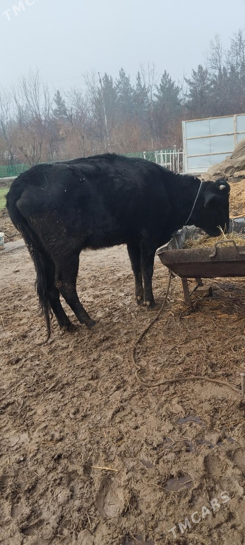 sygyr - Aşgabat - img 1