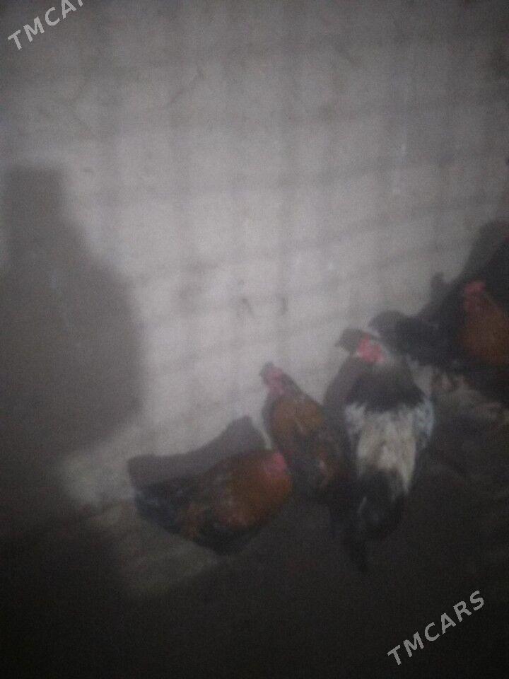 horaz - Şabat etr. - img 1