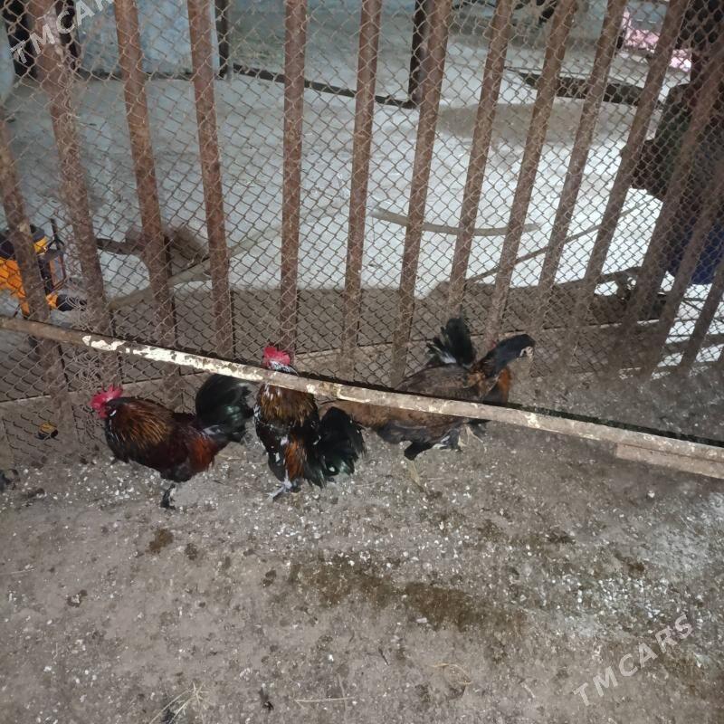 karlik - Çärjew - img 1