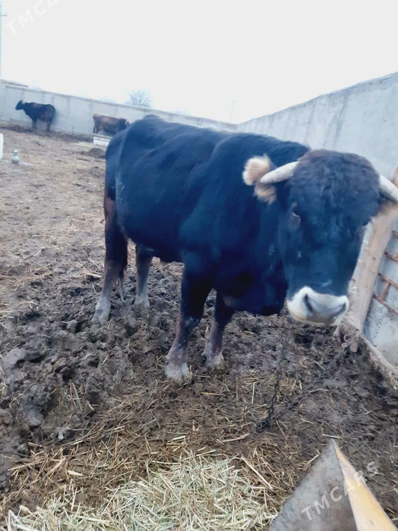 Okuz sygyr - Гызыларбат - img 1