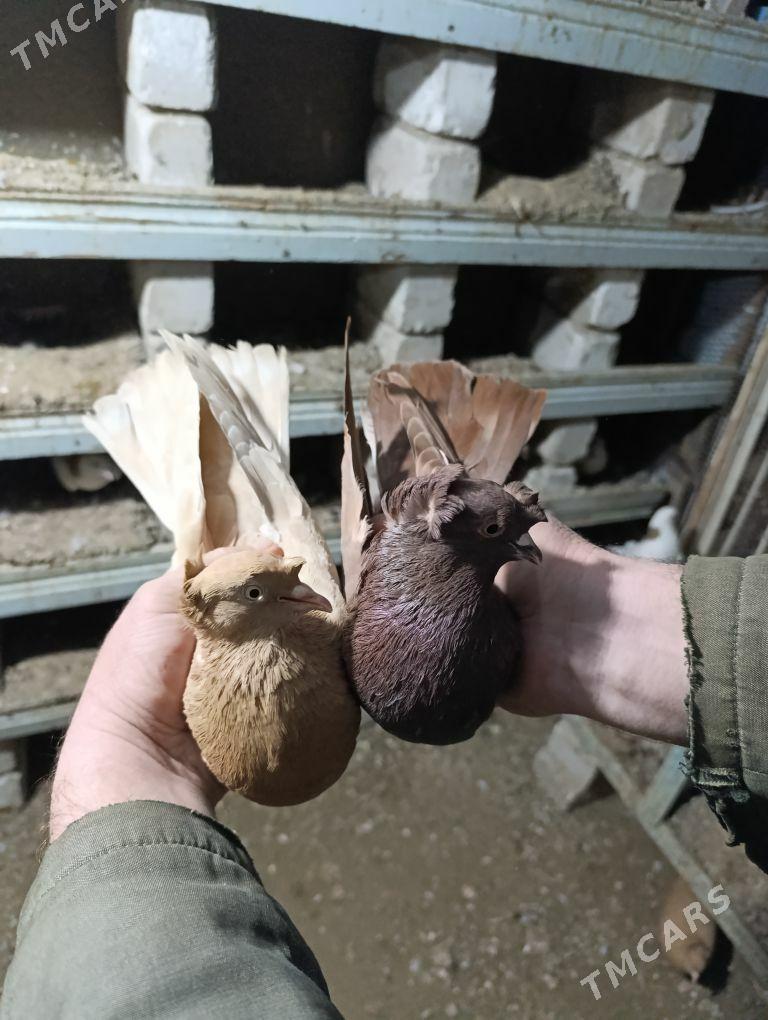 kepderi - Векильбазар - img 1