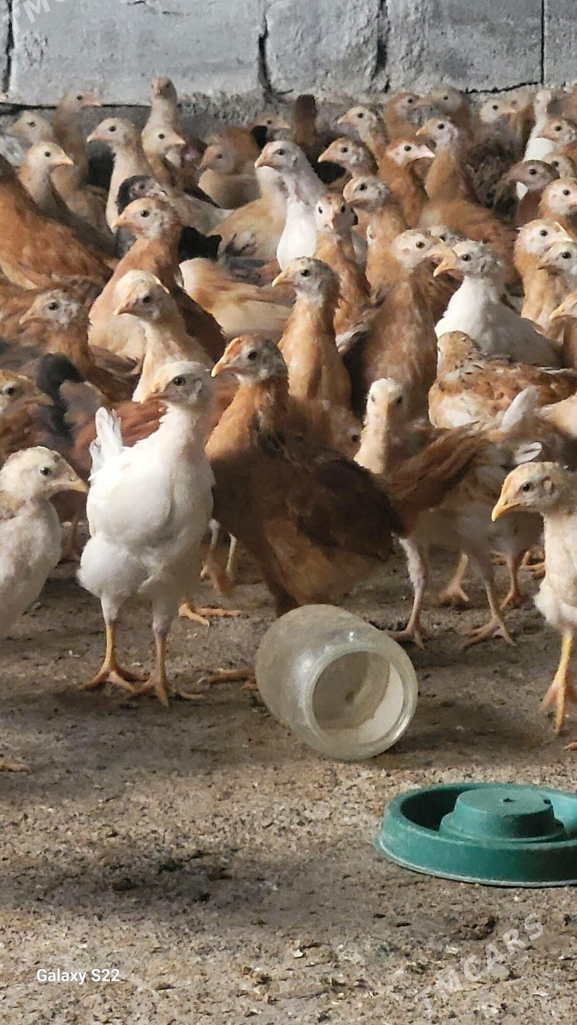 juyje - Gökdepe - img 1