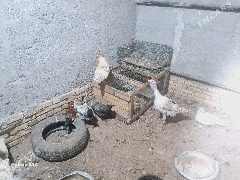 horaz - Туркменабат - img 1