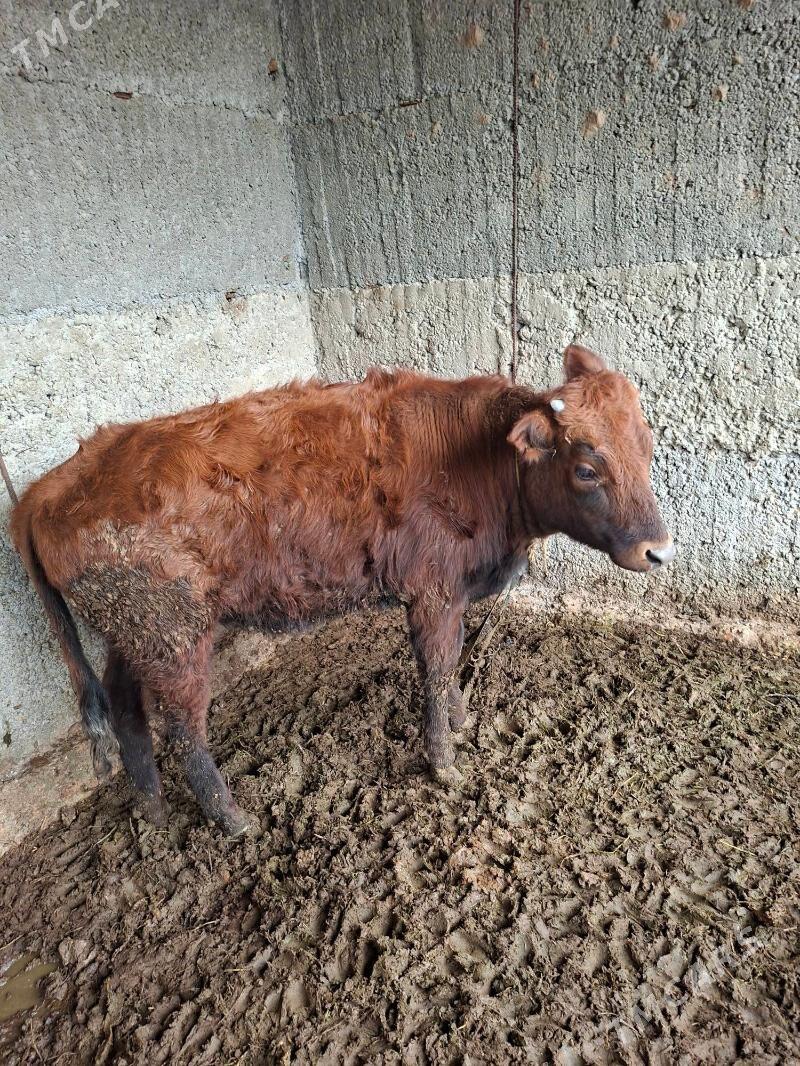 tuwe - Бузмеин - img 1