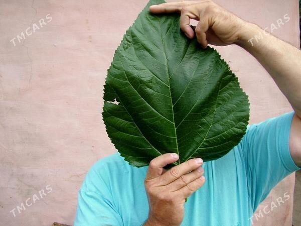 Şa tut - Мары - img 1