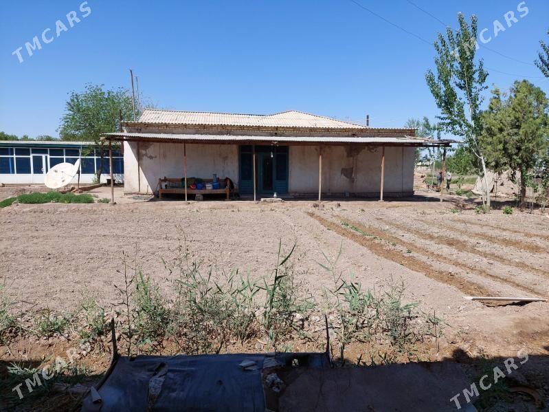 satlyk jay - Gubadag - img 1