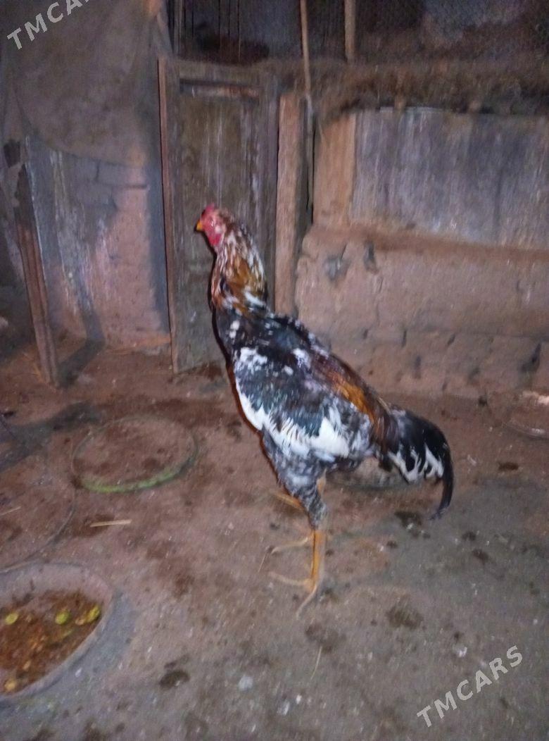 mukam - Акдепе - img 1