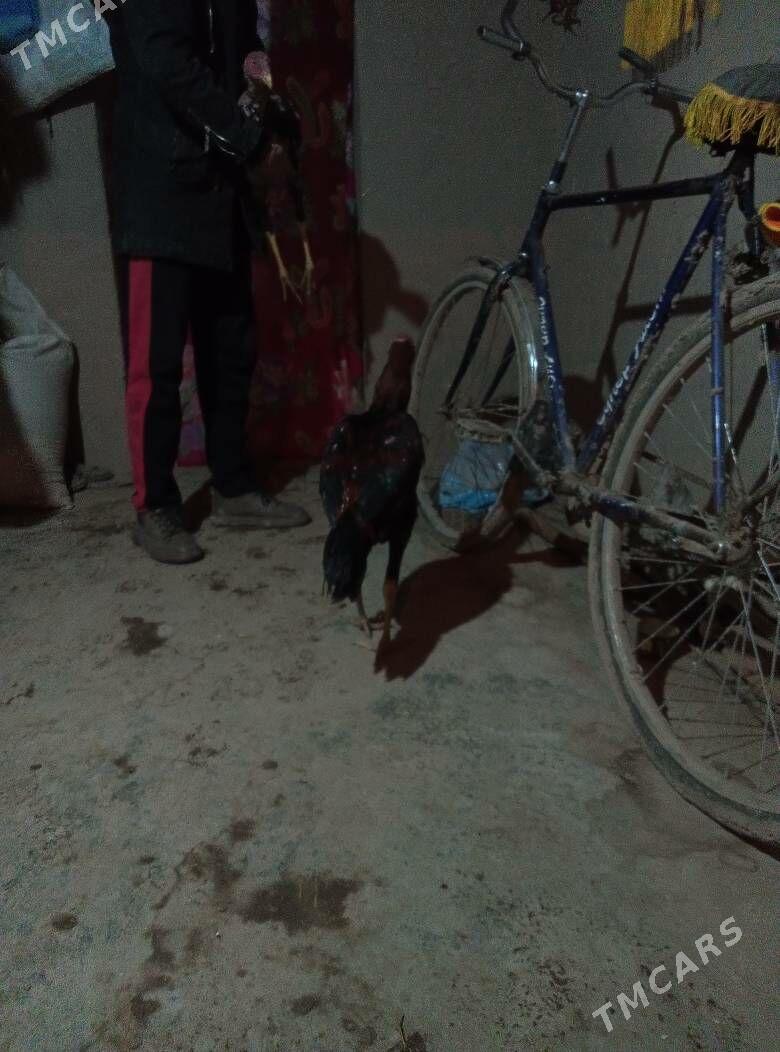 horaz - Акдепе - img 1