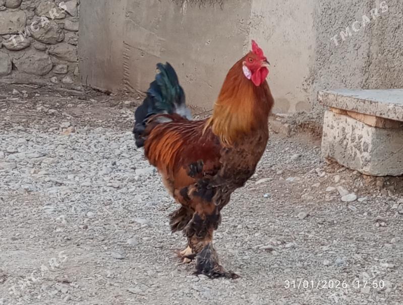 Horaz - Балканабат - img 1