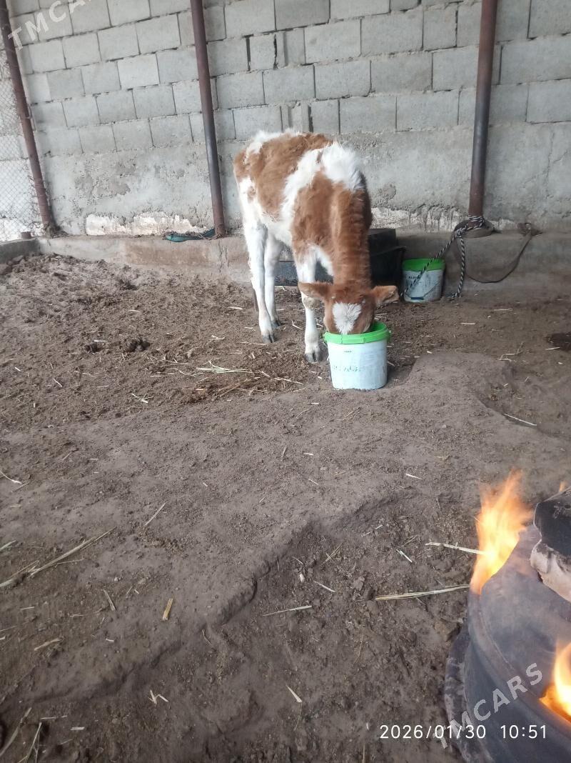 tohum tuwe - Gyzylarbat - img 1