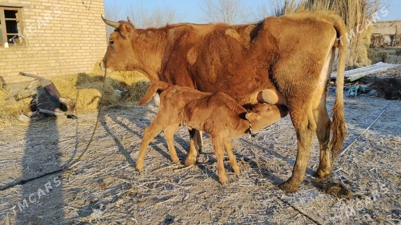 goleli sygyr - Farap - img 1