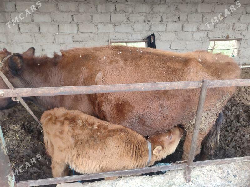 saglyk sygyr - Чарджоу - img 1