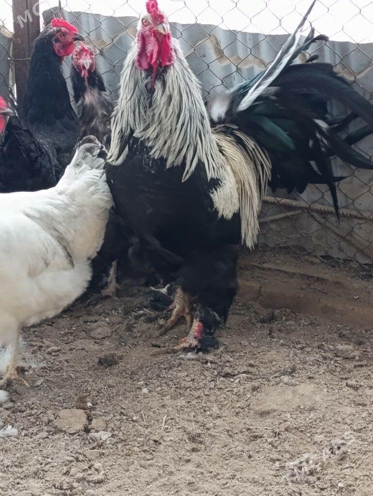 Horaz - Ýolöten - img 1