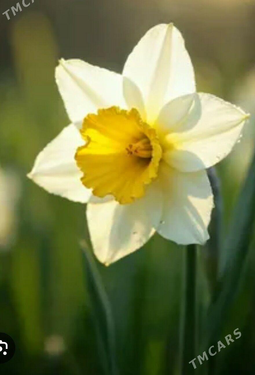 ЛУКОВИЦЫ НАРЦИССОВ - Baýramaly - img 1