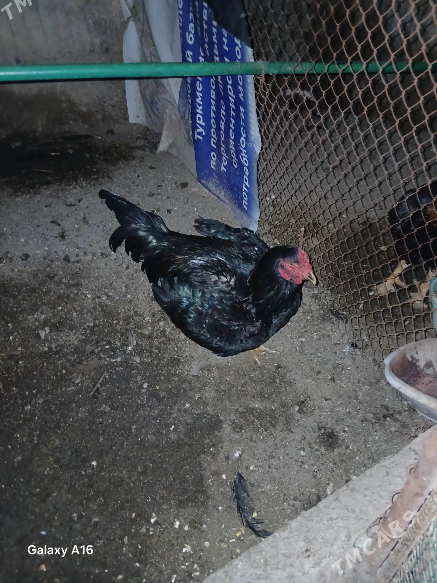 taskent horaz - Gypjak - img 1