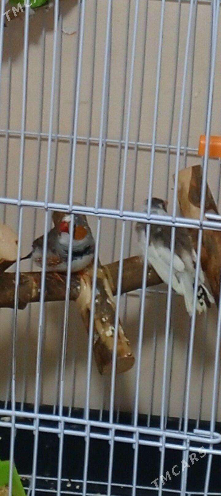 Gush - Daşoguz - img 1