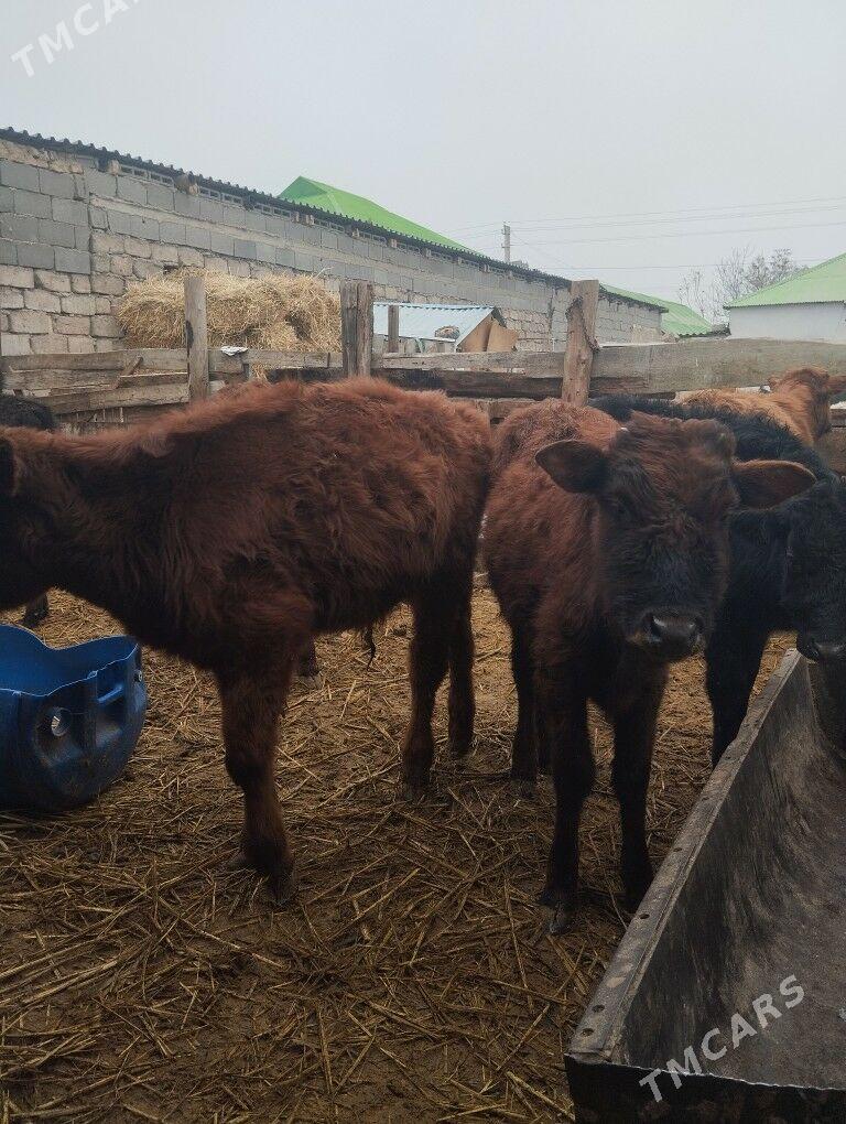 öküzçe tüwe ökuüz göle - Aşgabat - img 1