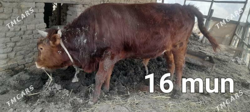 öküz bakylan - Wekilbazar - img 1