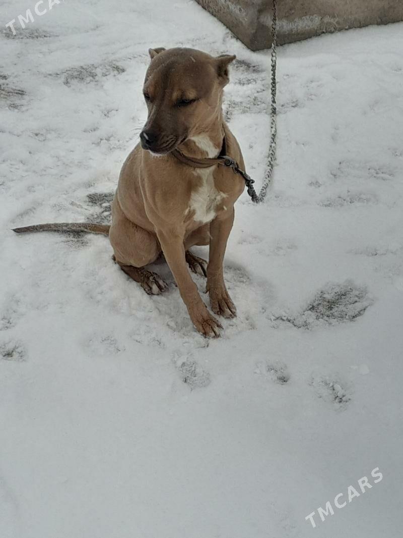 Pitbull - Чарджоу - img 1