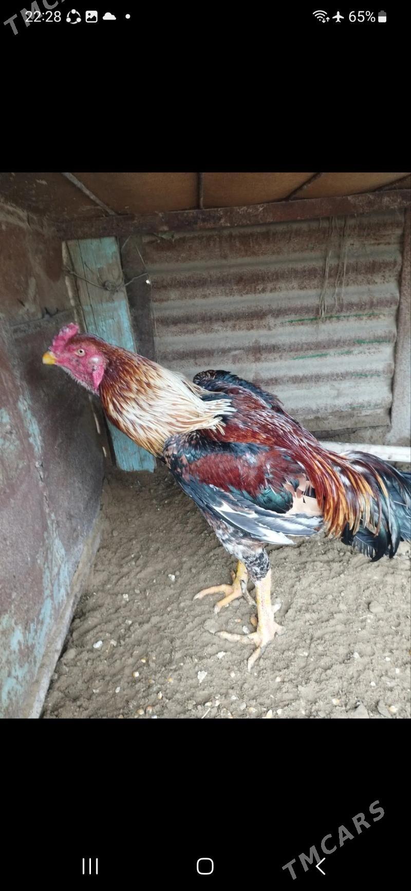 horaz - Balkanabat - img 1