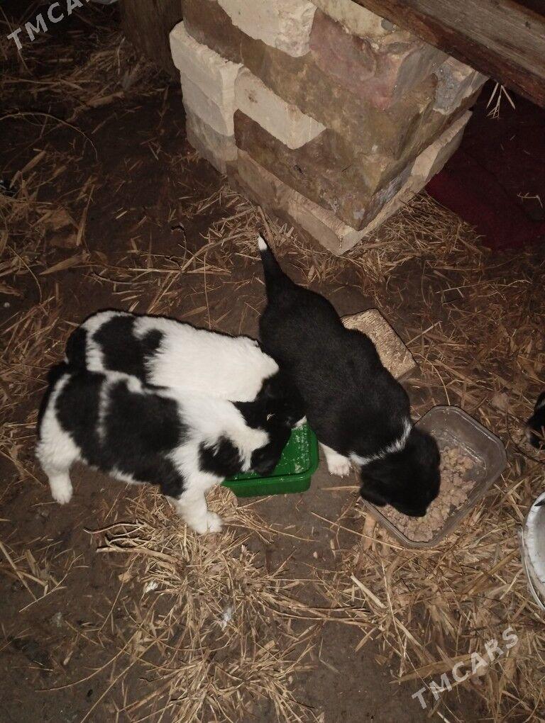 щенки в добрые руки. - Türkmenabat - img 1