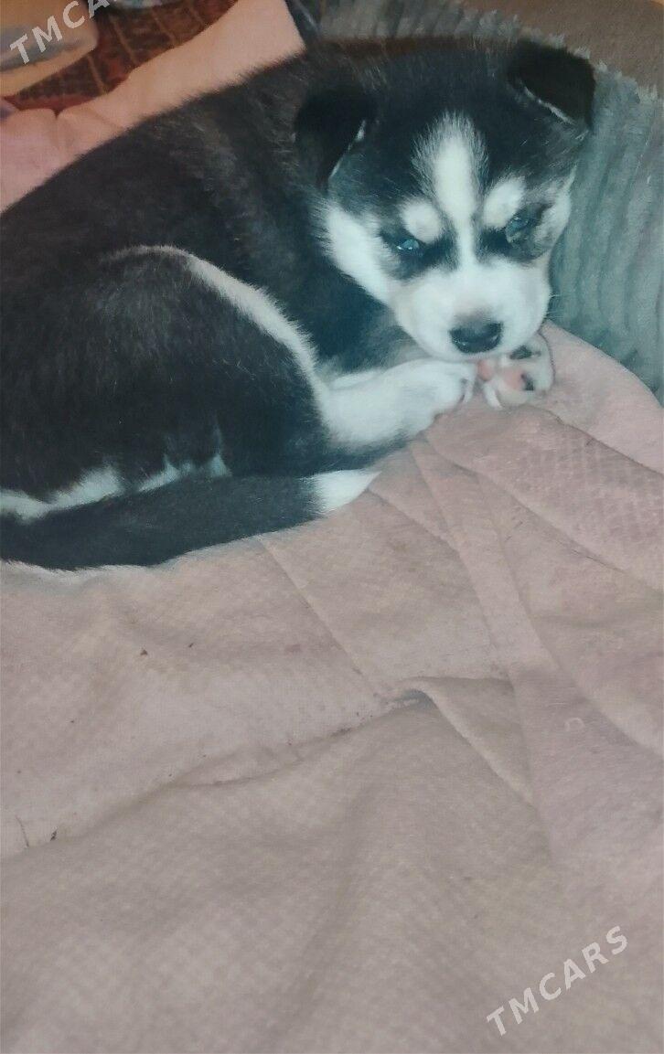 хаски щенки - Ашхабад - img 1