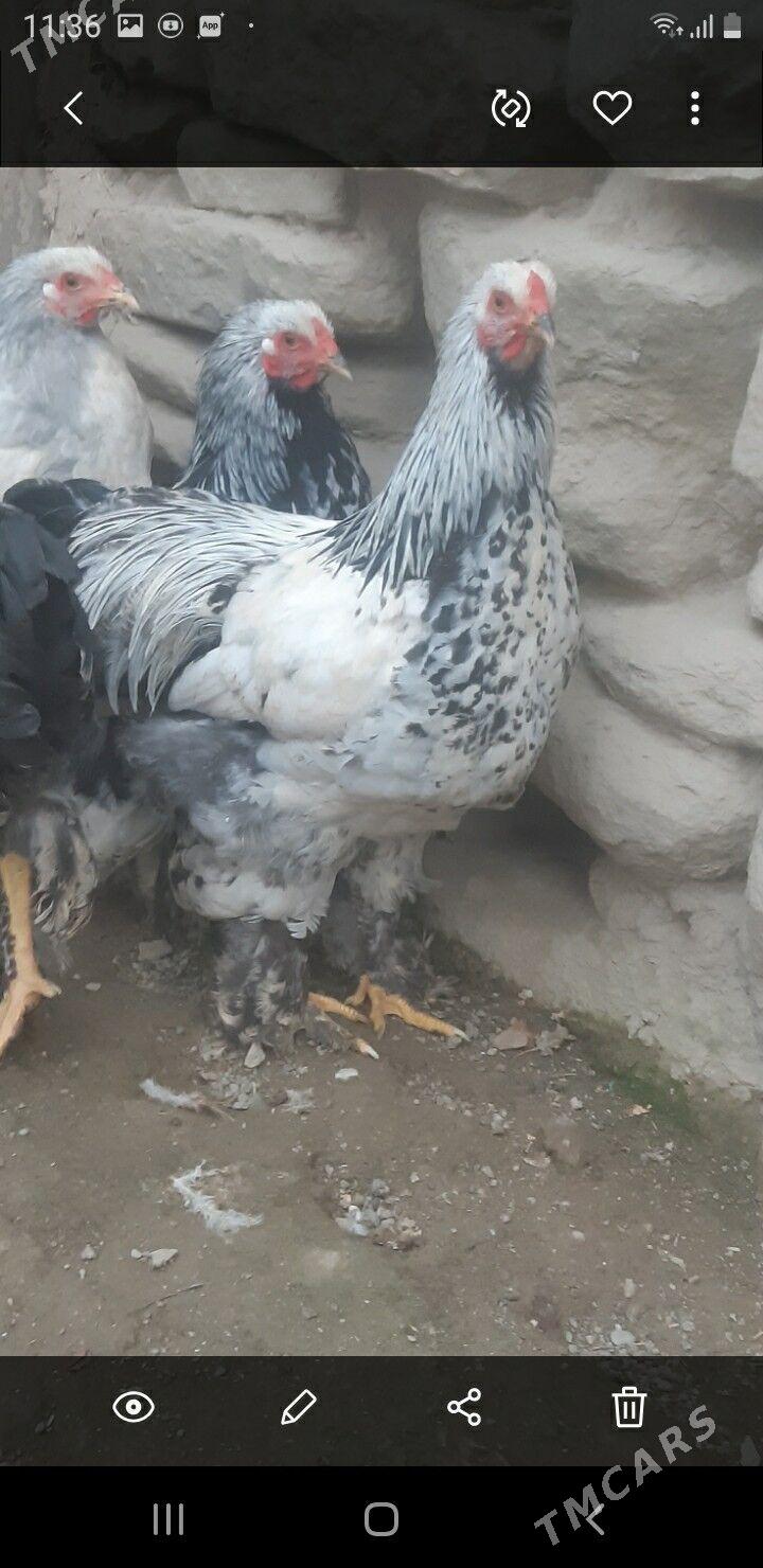 brama horaz - Magtymguly - img 1