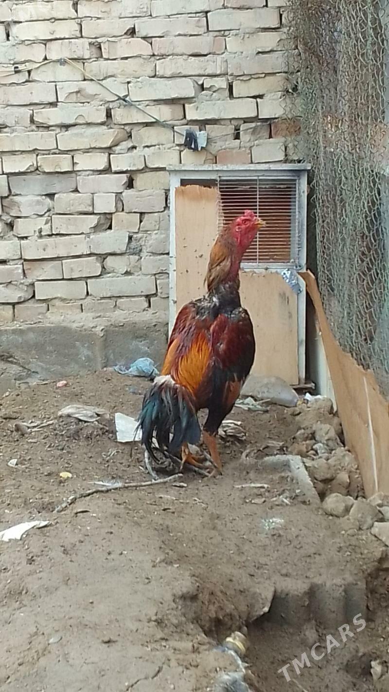 horaz - Hitrowka - img 1