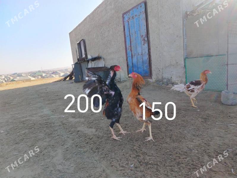 horaz - Эсенгулы - img 1