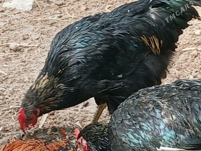 GIGANT JERSI HORAZ - Джебел - img 1