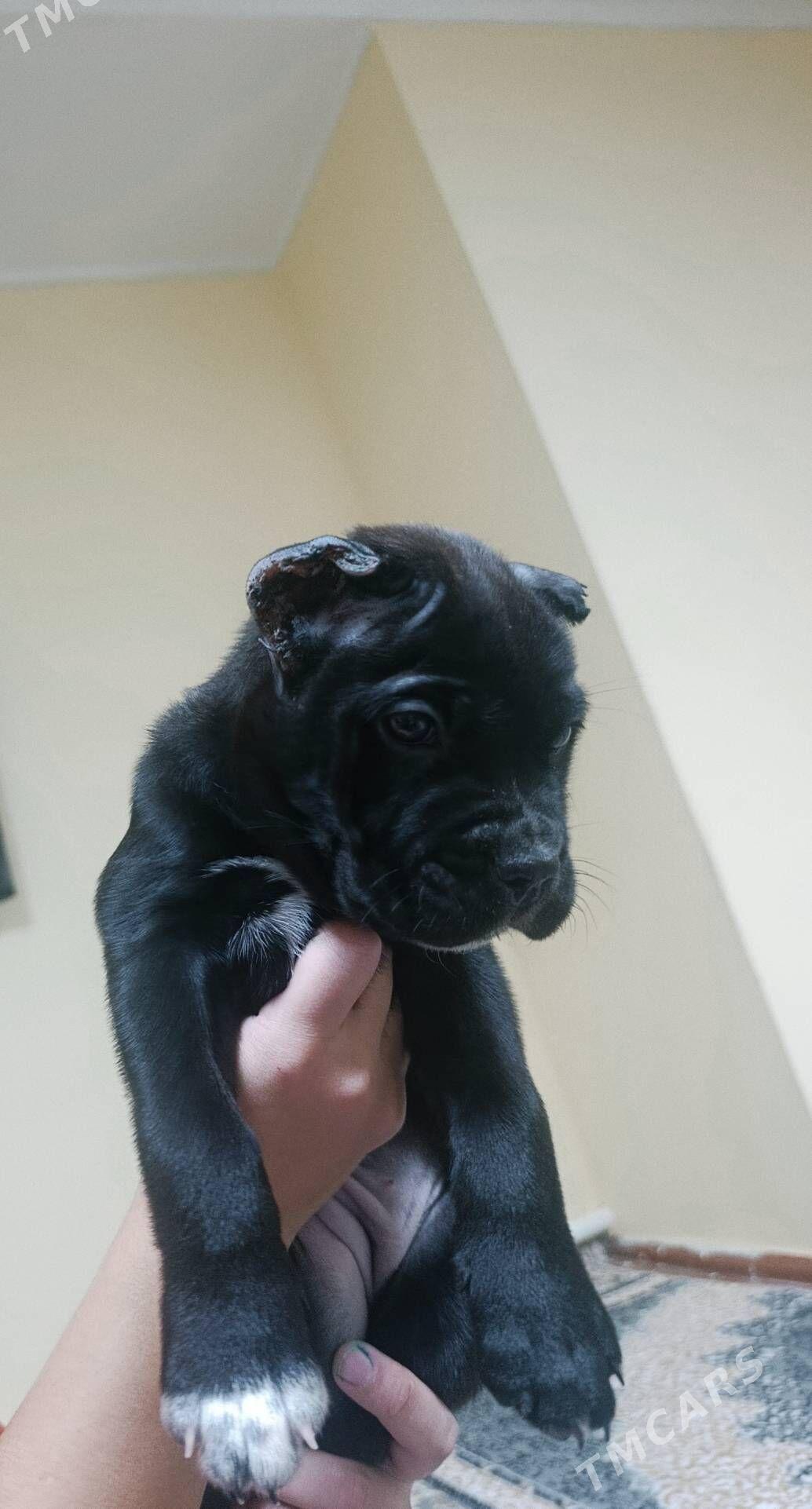 Кане Корсо клубные щенки - 30 mkr - img 1