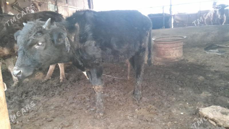 öküzçeler - Мургап - img 1