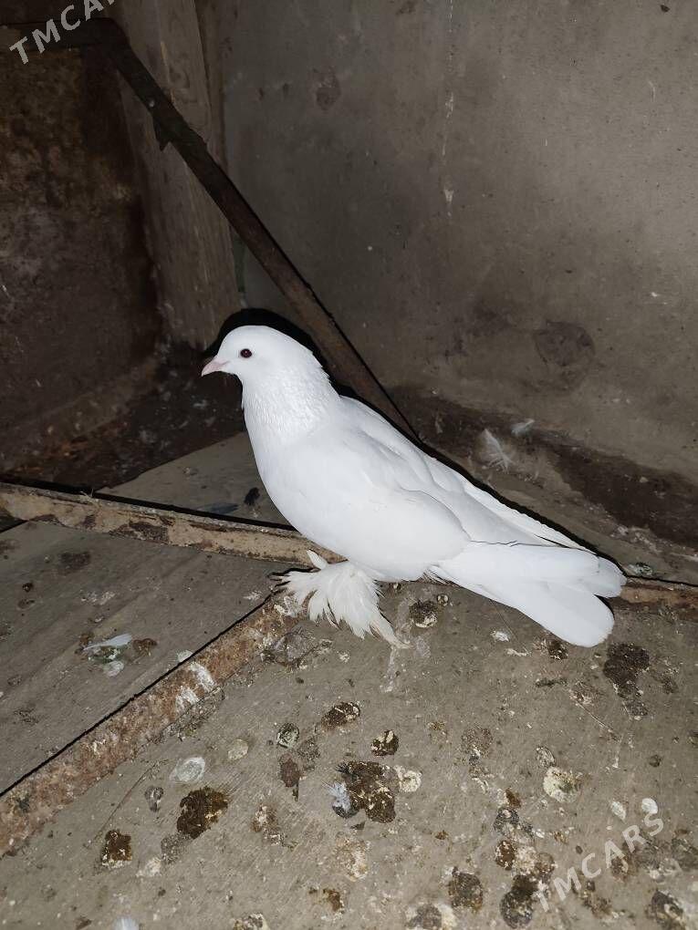 kepderi - Мары - img 1