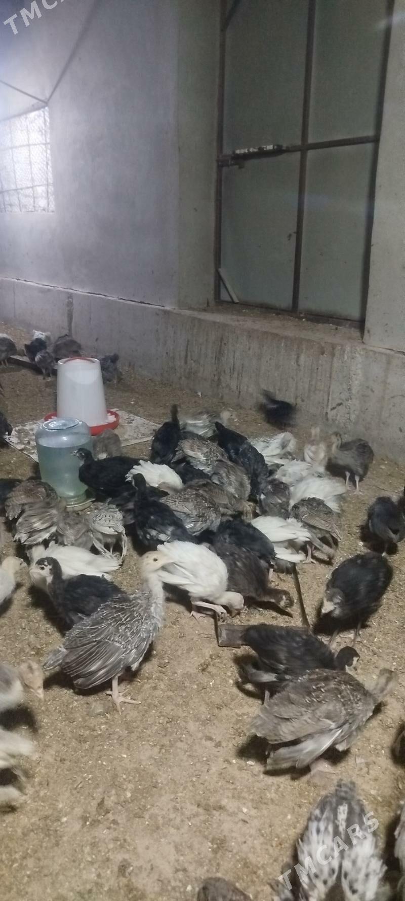 induk juje - Babadaýhan - img 1