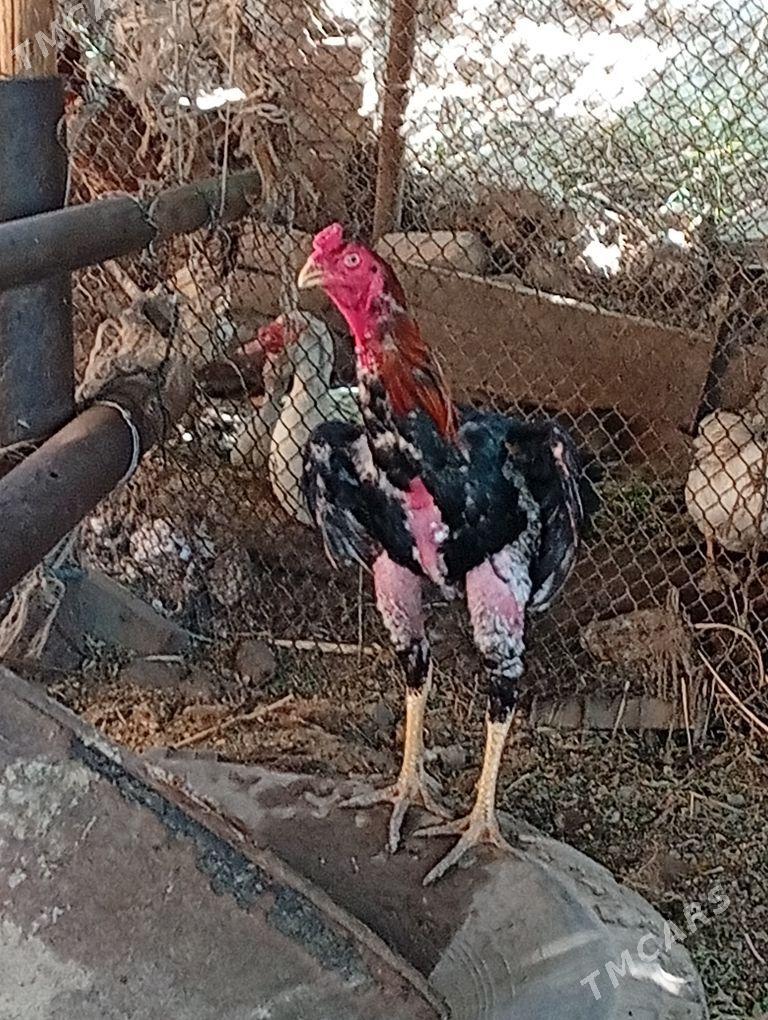 байсов хораз - Туркменабат - img 1