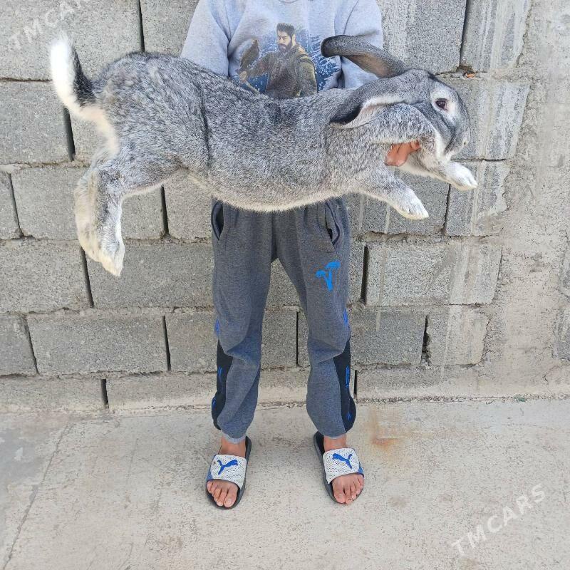 Welikan,towşan cagasy - Gökdepe - img 1