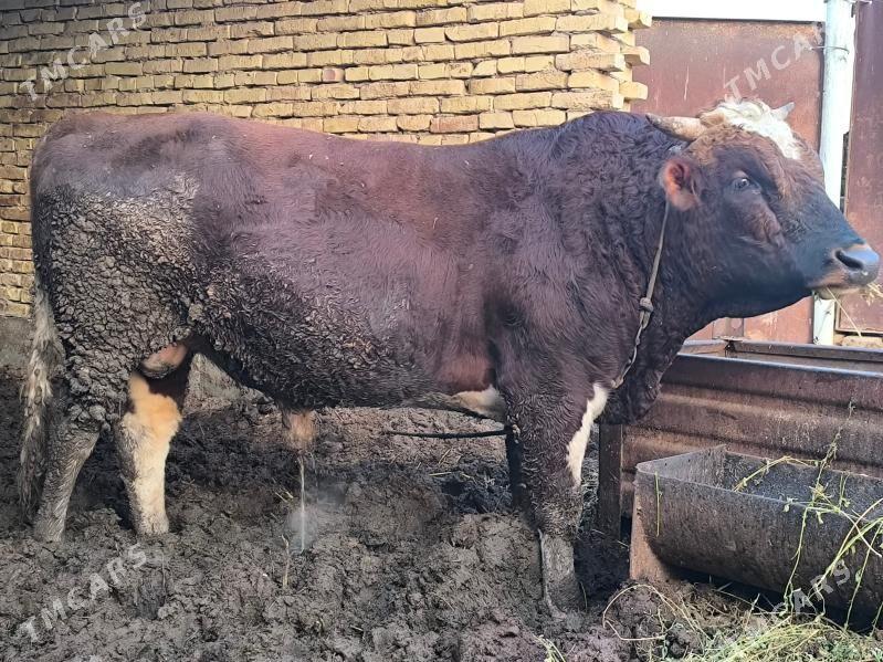 Semiz öküzler ,Семиз окузлер. - Dänew - img 1