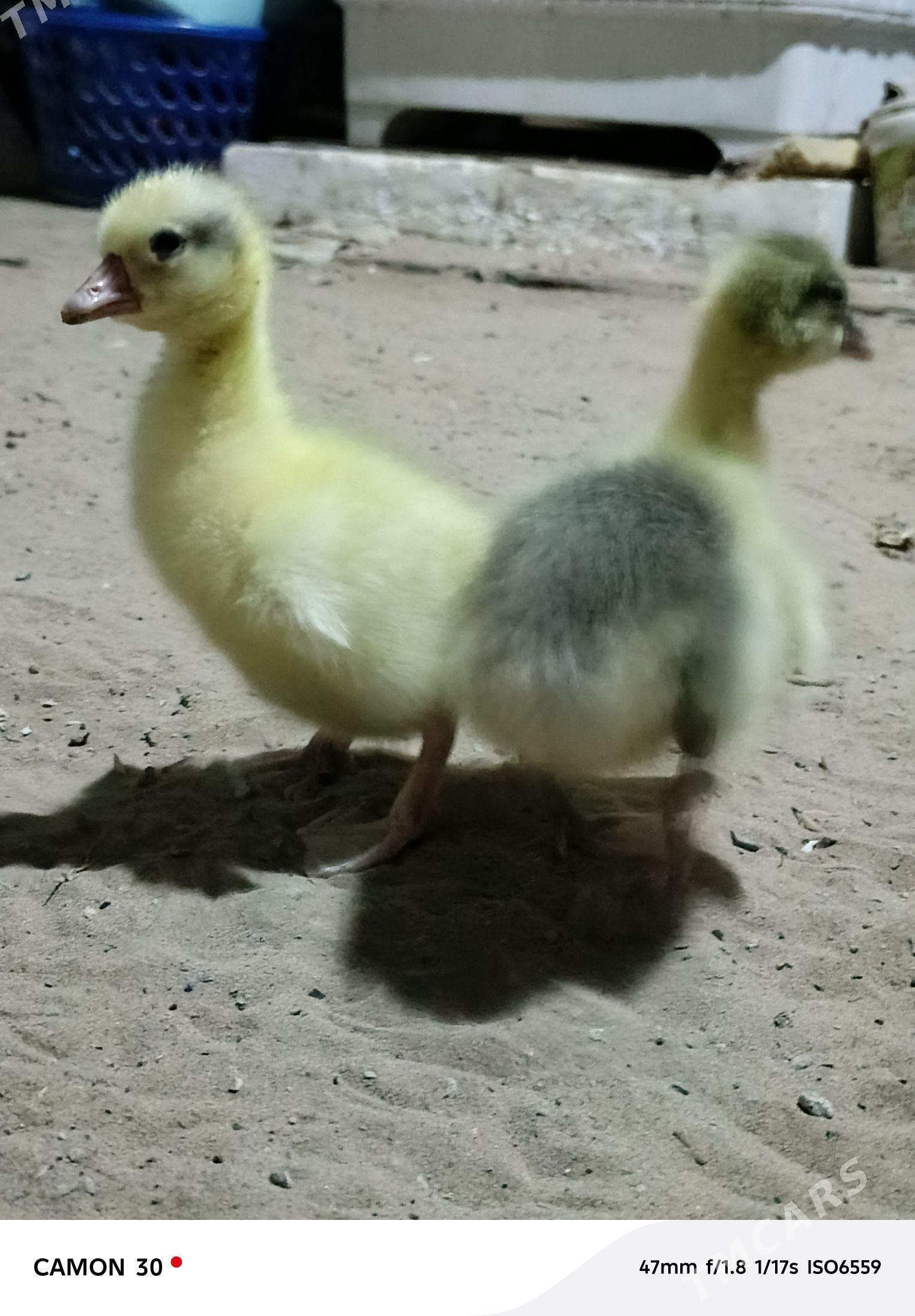 gus jüje - Гёкдже - img 1