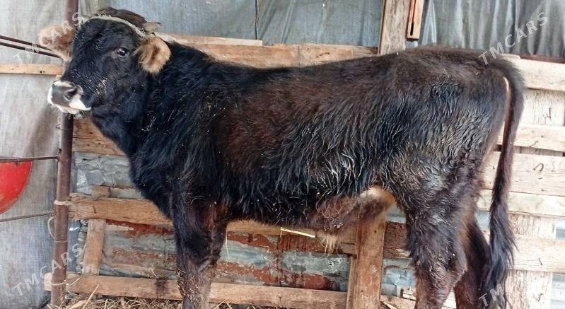 okuzler 5 sany - Туркменабат - img 1