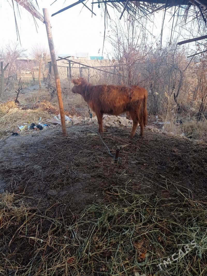 unajin - Фарап - img 1