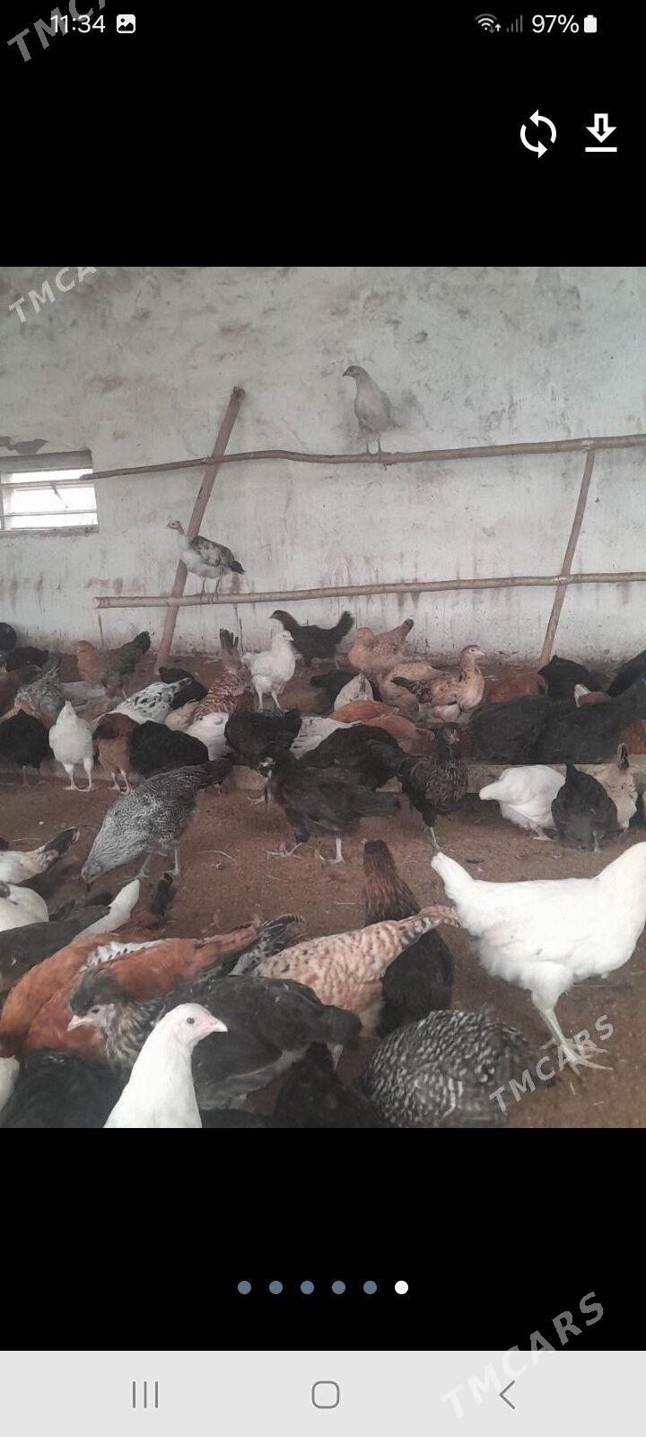 4aylyk juje - Baýramaly - img 1