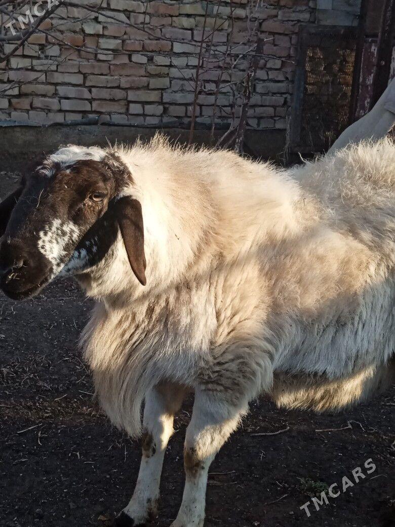 кочкар - Туркменабат - img 1