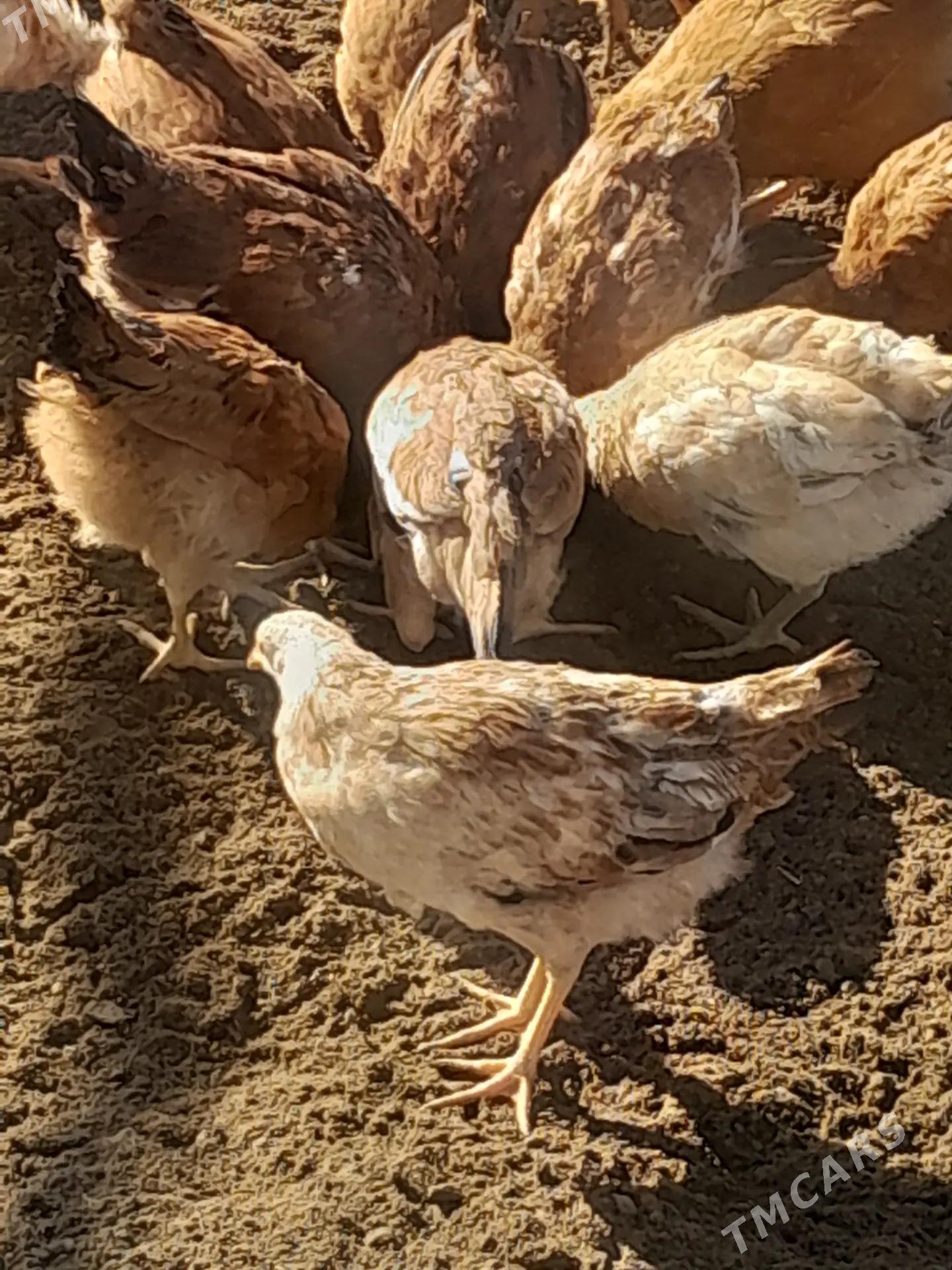 guslar - Magtymguly - img 1