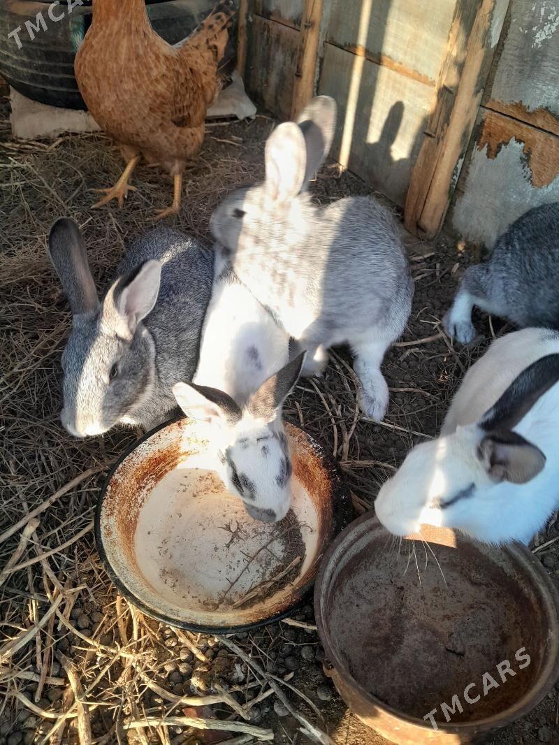 towsanlar - Фарап - img 1