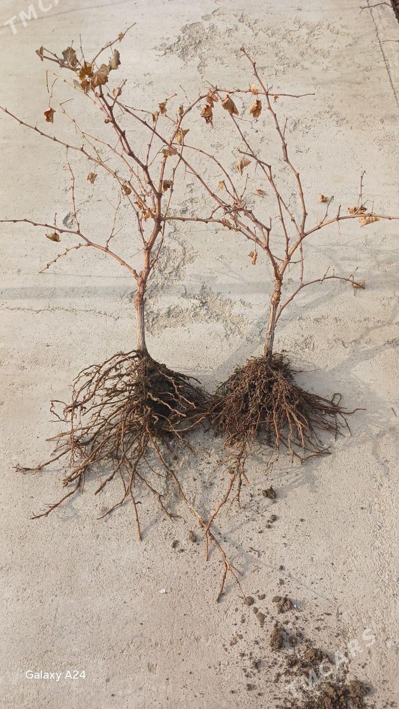 ÜZÜM TAYPY NAHAL ŞITIL - Gökdepe - img 1