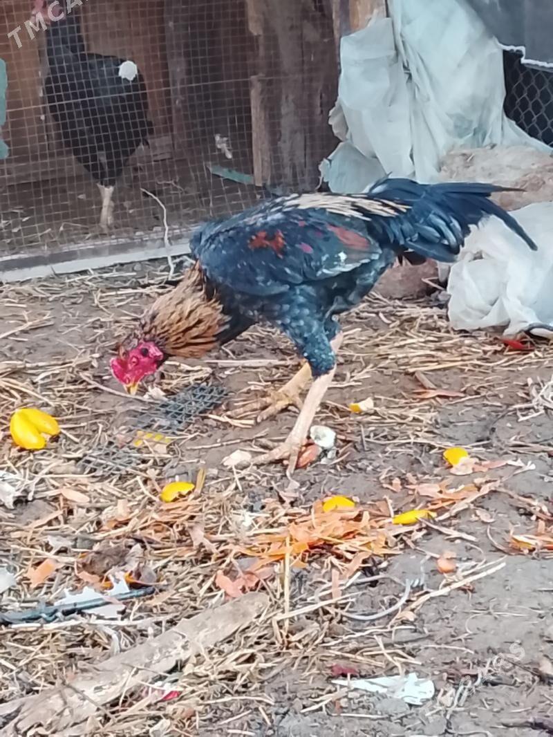 Horoz - Байрамали - img 1