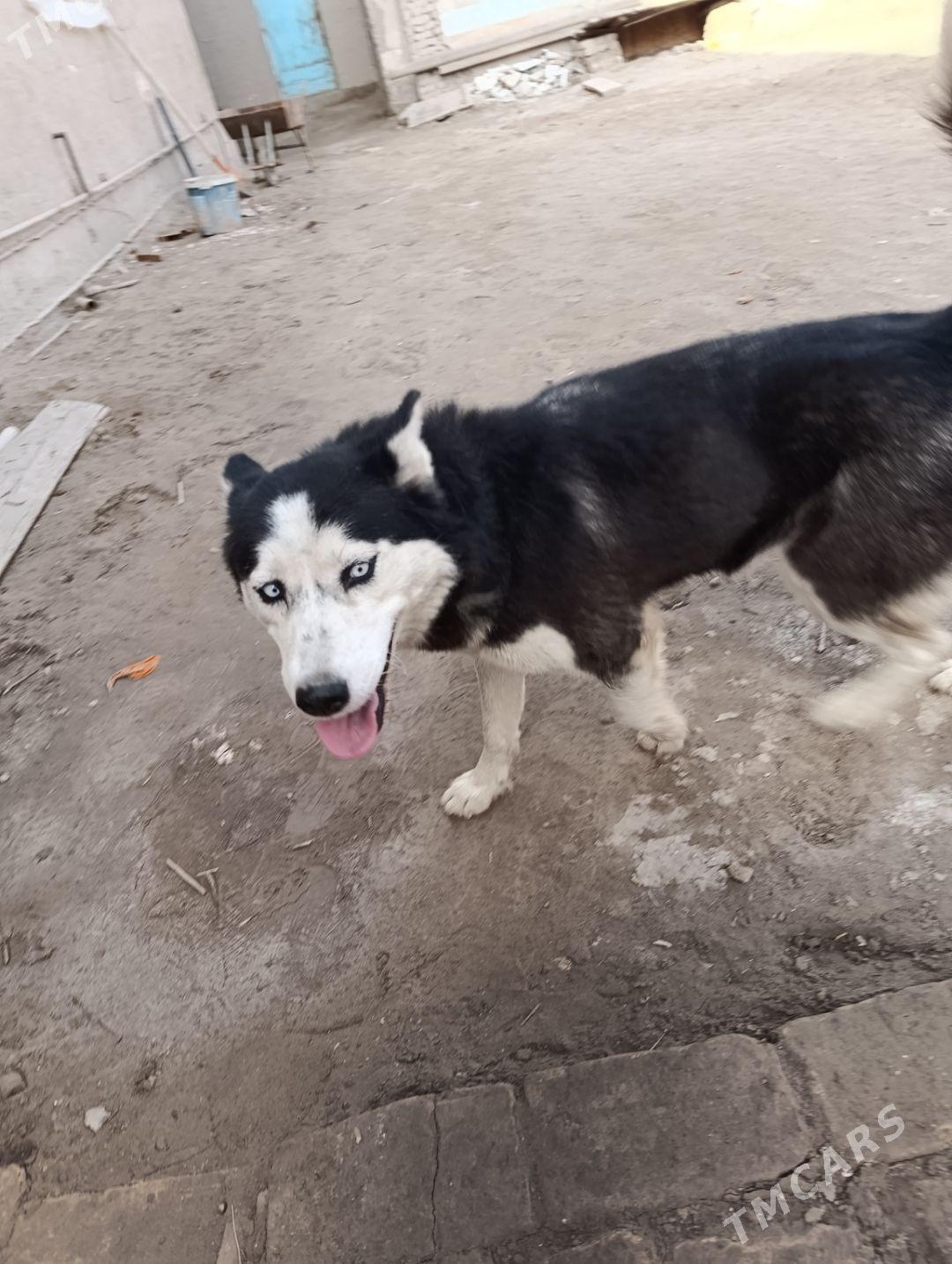 haski - Gurbansoltan Eje - img 1